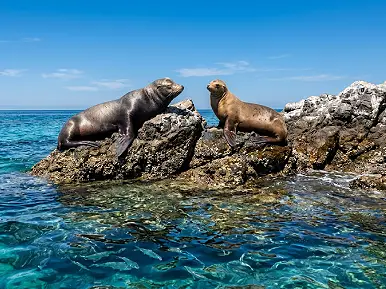 Tour Isla Espíritu Sando La Lobera, XBaja, La Paz, B.C.S.